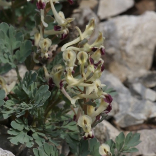 Corydalis darvasica